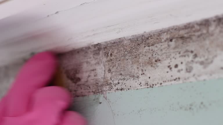 Best Real Estate Mold Inspection  in Lindenwold, NJ